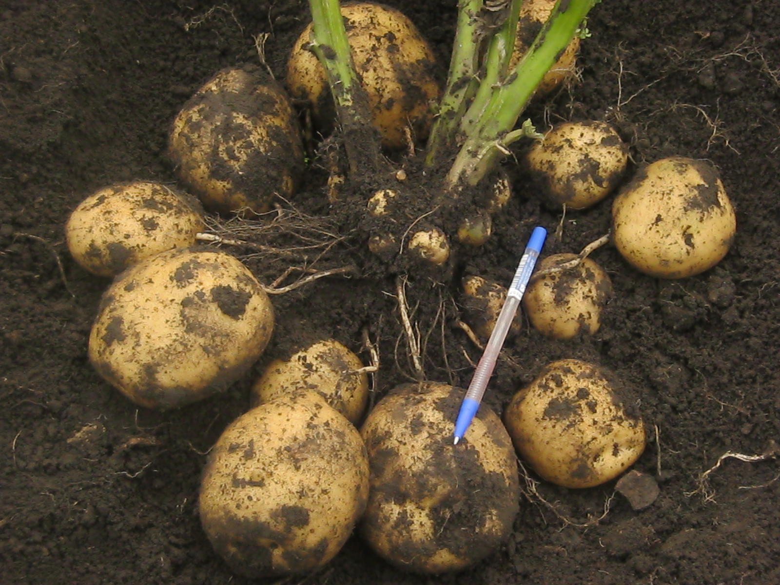 Свежевыкопанный картофель