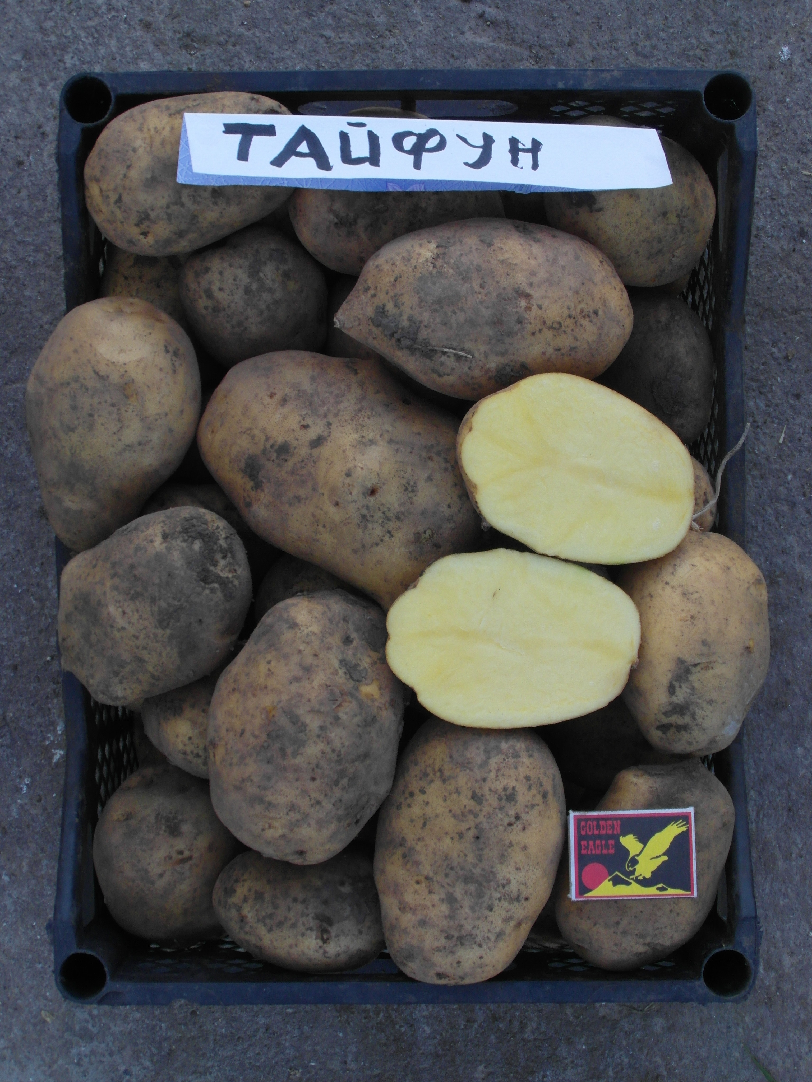 Сорт картофеля Лакомка